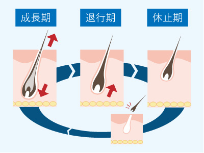 毛周期
