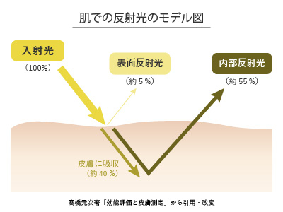 肌での反射光