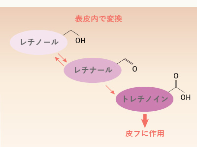 レチノイド代謝