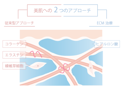 細胞外マトリックス（ECM）