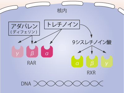 選択的なレチノイド受容体との結合