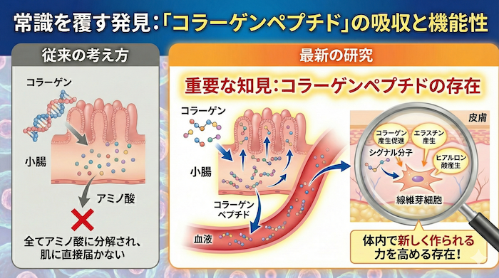 常識を覆した発見：「コラーゲンペプチド」の吸収と機能性