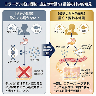コラーゲンペプチドの新展開