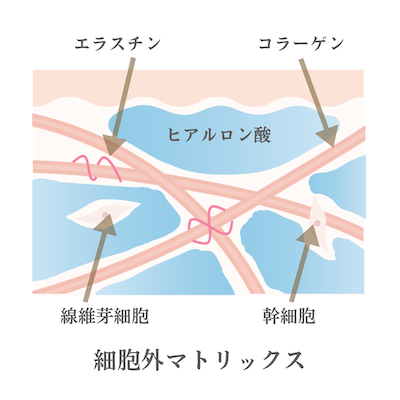 細胞外マトリックス治療