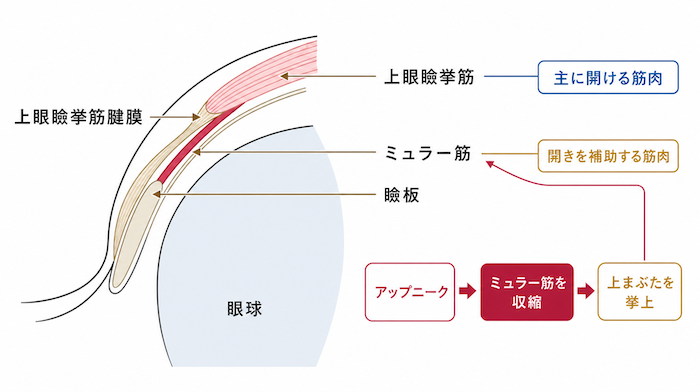 ミュラー筋の解剖学