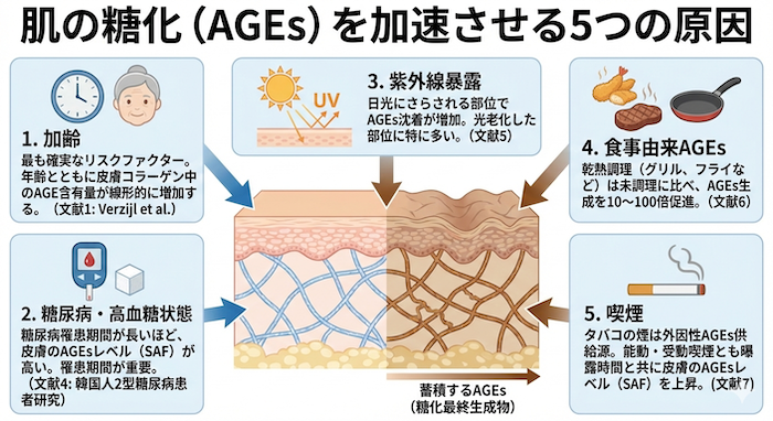 AGEsが蓄積する原因