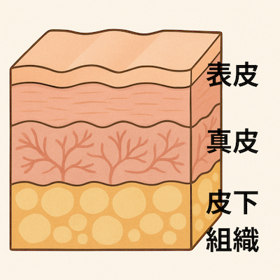 皮膚の構造