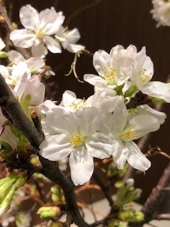 桜 桜