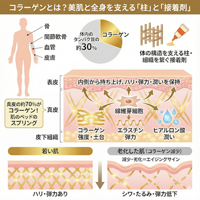 そもそもコラーゲンとは