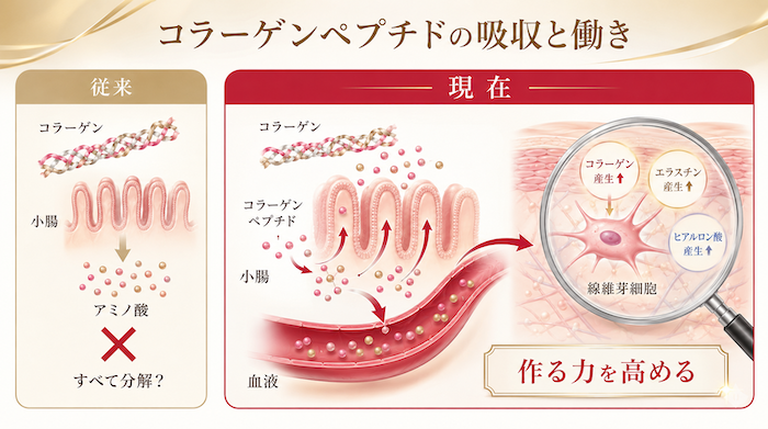 コラーゲンペプチドの吸収と働き