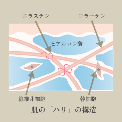 細胞外マトリックス