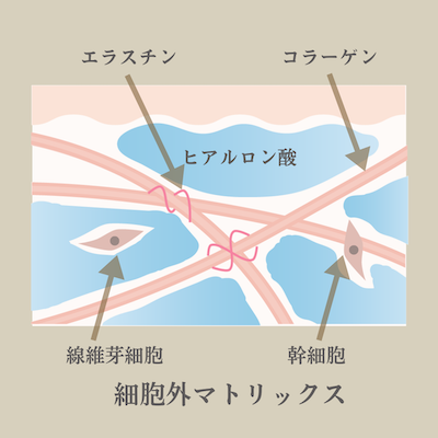 細胞外マトリックス