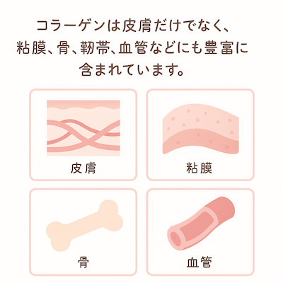 コラーゲンとは