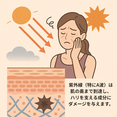 紫外線がハリを奪う