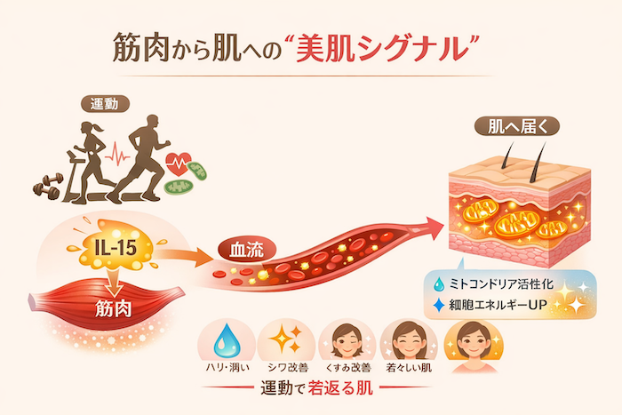 有酸素運動が肌に効くメカニズム