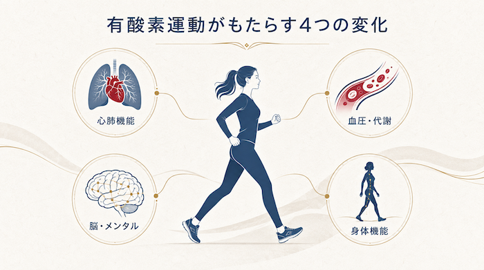 有酸素運動がもたらす4つの変化
