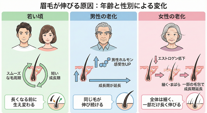 眉毛が伸びるのは老化のサイン