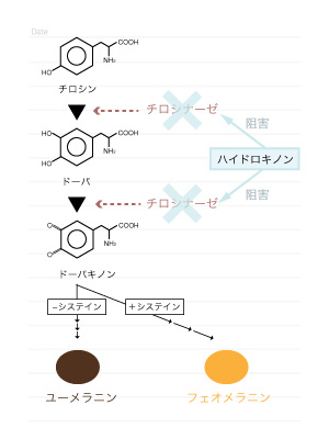 ハイドロキノンの作用メカニズム:港区でハイドロキノンをお求めなら美容外科・美容皮膚科 青い鳥