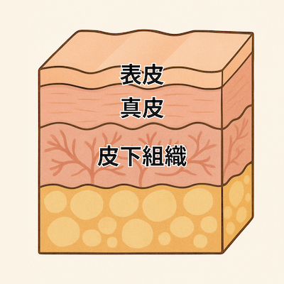 皮膚の構造